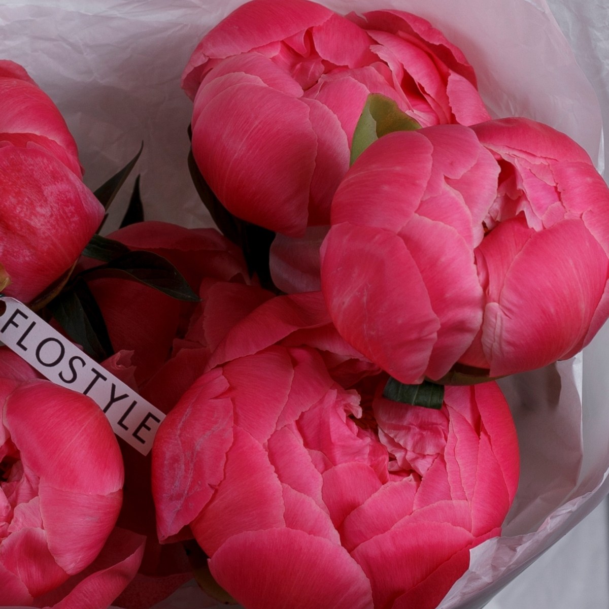 piony koral sharm 7 pionov 2